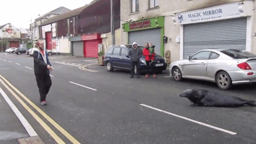 seal-crosses-road-seafood-restaurant-sammy-ireland-gif-4 seal-crosses-road-seafood-restaurant-sammy-ireland-gif-4