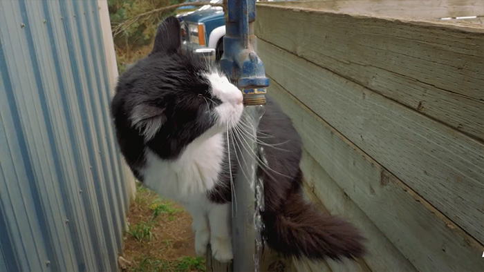 shelter-cats-work-job-farm-livin-3 shelter-cats-work-job-farm-livin-3