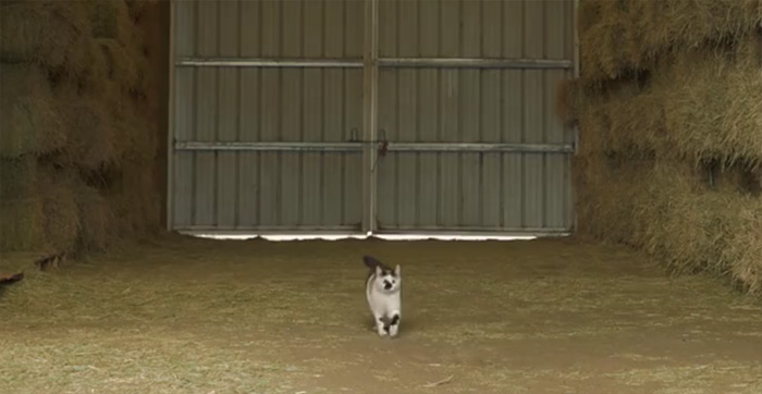 shelter-cats-work-job-farm-livin-4 shelter-cats-work-job-farm-livin-4