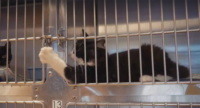 shelter-cats-work-job-farm-livin-8 shelter-cats-work-job-farm-livin-8