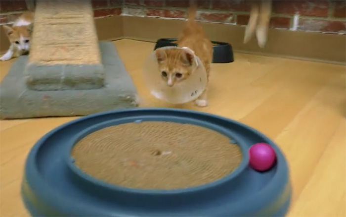 shelter-cats-work-job-farm-livin-9 shelter-cats-work-job-farm-livin-9