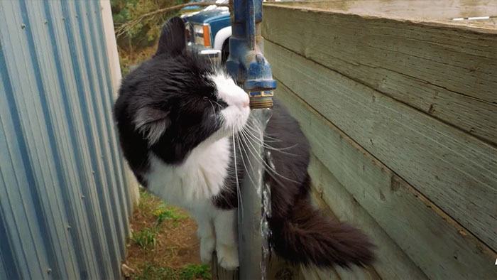 Shelters Finds Jobs For “Unadoptable” Cats To Keep Them Alive