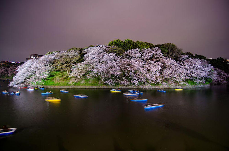spring-japan-cherry-blossoms-national-geographics-19 spring-japan-cherry-blossoms-national-geographics-19