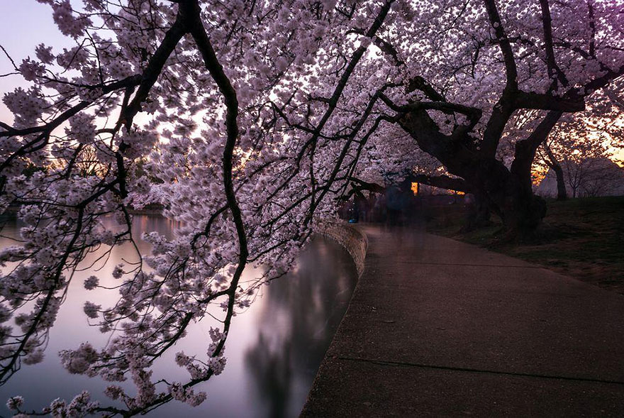 spring-japan-cherry-blossoms-national-geographics-2 spring-japan-cherry-blossoms-national-geographics-2