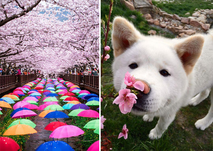 spring-japan-cherry-blossoms-national-geographics-22 spring-japan-cherry-blossoms-national-geographics-22