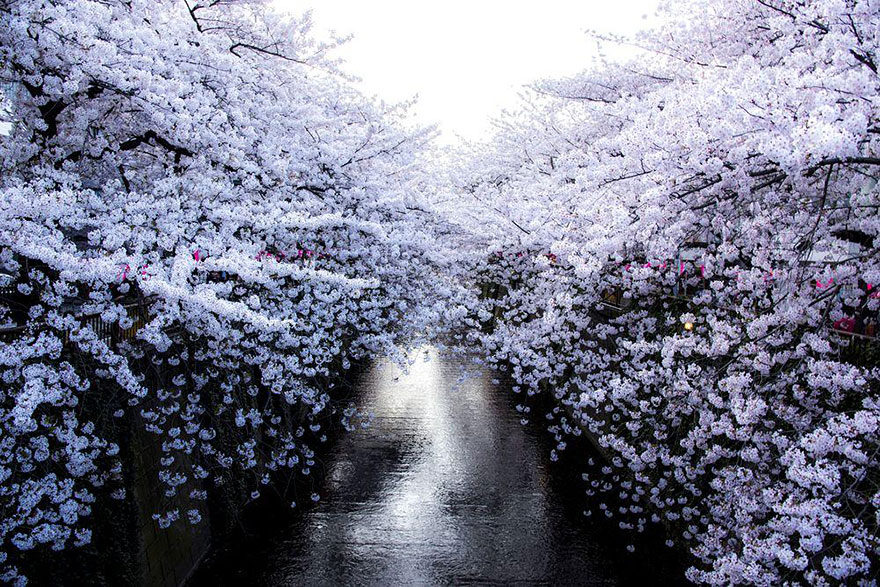 spring-japan-cherry-blossoms-national-geographics-7 spring-japan-cherry-blossoms-national-geographics-7