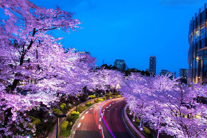 spring-japan-cherry-blossoms-national-geographics-9 spring-japan-cherry-blossoms-national-geographics-9