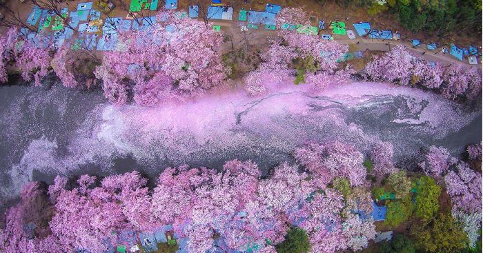 17 Magical Pics Of Japan’s Cherry Blossom By National Geographic