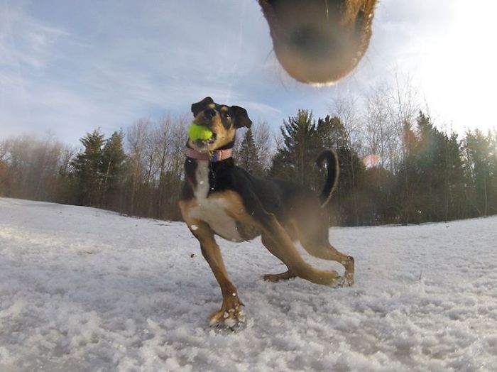 There Is A New Photographer In Town... And She's A Dog!