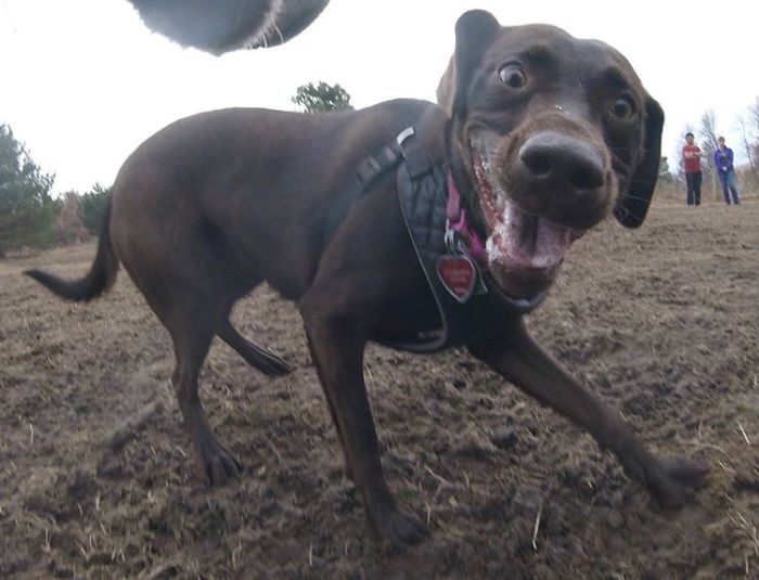 There Is A New Photographer In Town... And She's A Dog!