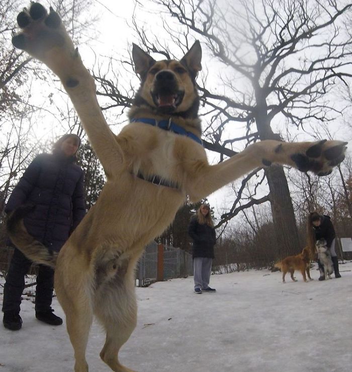 There Is A New Photographer In Town... And She's A Dog!