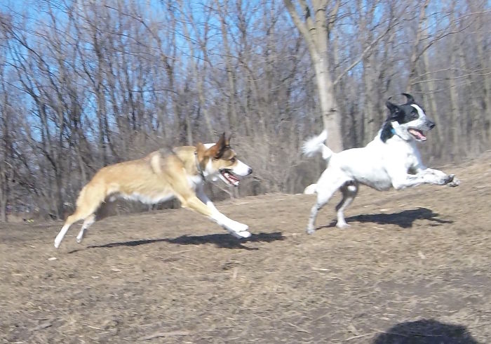 There Is A New Photographer In Town... And She's A Dog!