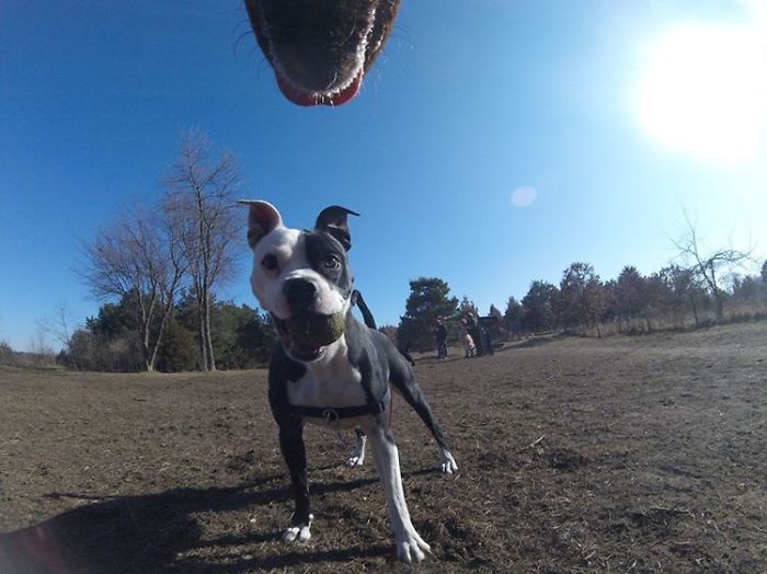 There Is A New Photographer In Town... And She's A Dog!