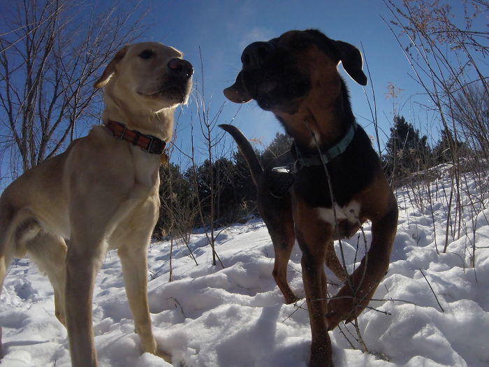 There Is A New Photographer In Town... And She's A Dog!