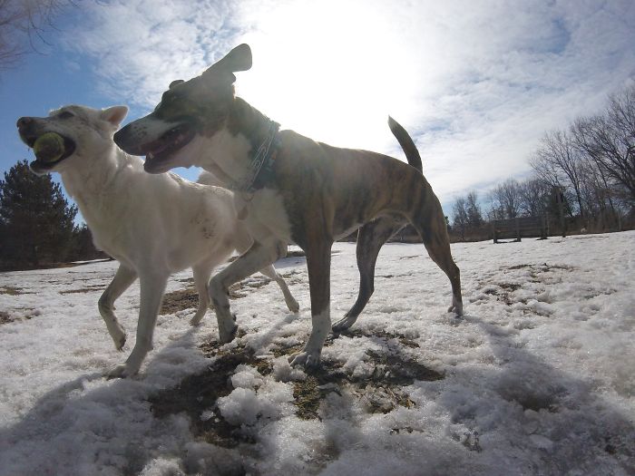 There Is A New Photographer In Town... And She's A Dog!