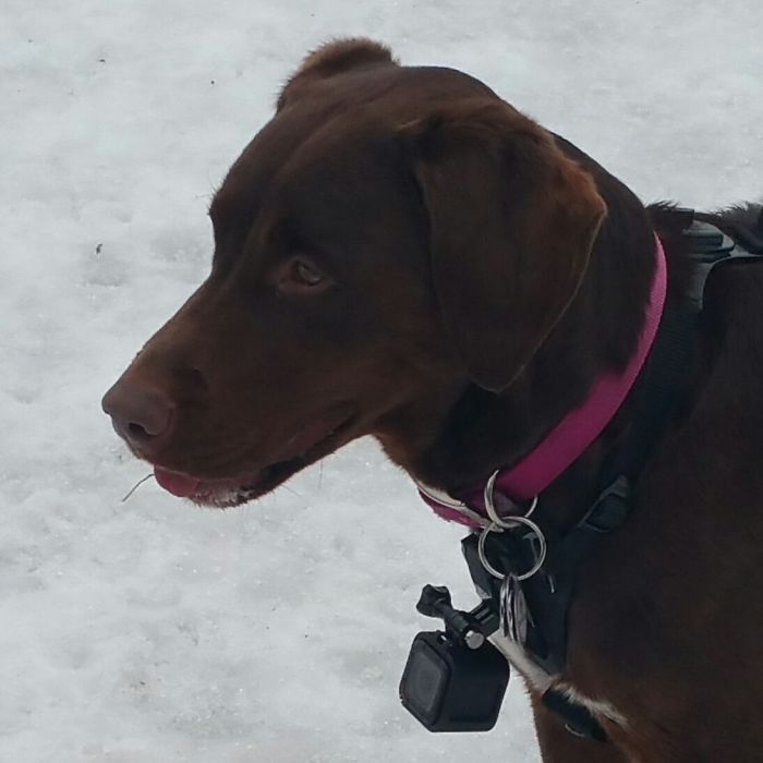 There Is A New Photographer In Town... And She's A Dog!