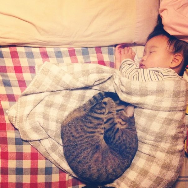 This Japanese Cat Is The Best Sleeping Buddy For His Baby Hoomins This Japanese Cat Is The Best Sleeping Buddy For His Baby Hoomins
