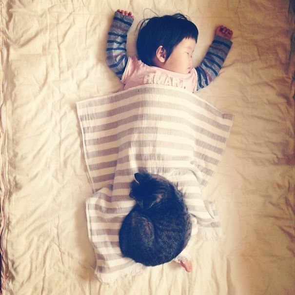 This Japanese Cat Is The Best Sleeping Buddy For His Baby Hoomins This Japanese Cat Is The Best Sleeping Buddy For His Baby Hoomins