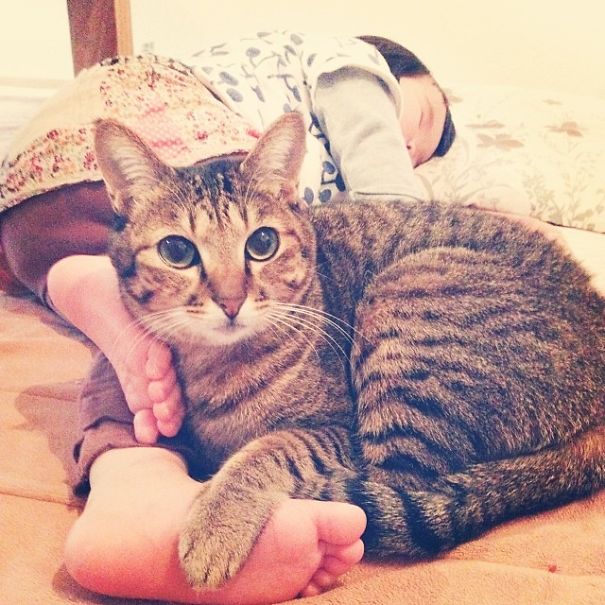 This Japanese Cat Is The Best Sleeping Buddy For His Baby Hoomins This Japanese Cat Is The Best Sleeping Buddy For His Baby Hoomins