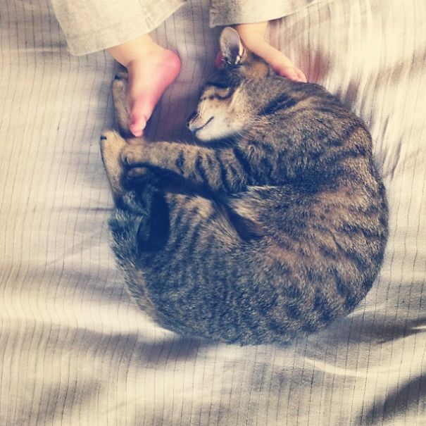 This Japanese Cat Is The Best Sleeping Buddy For His Baby Hoomins