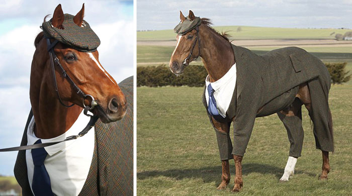 Horse Gets Tailored Three-Piece Suit, Looks Absolutely Dashing