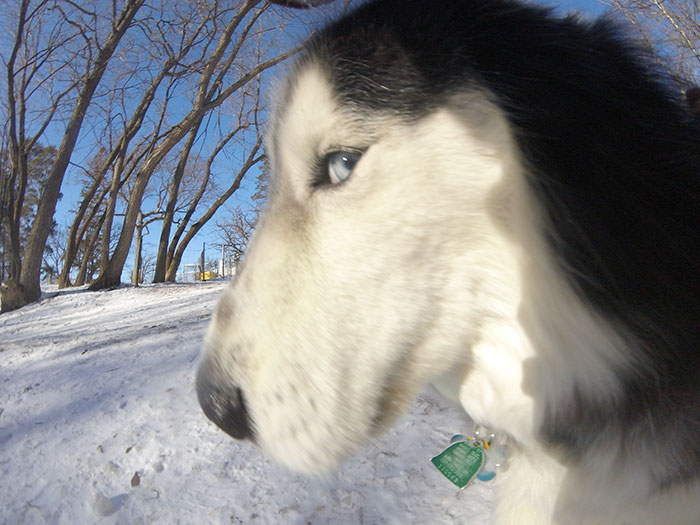 tula-the-dog-photographer-kim-otness-(1)