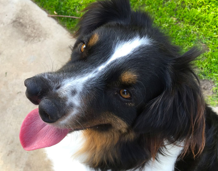 Dog With Two Noses Was Scheduled To Die But This Man Saved Him At The Last Minute