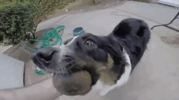 two-nosed-dog-stray-toby-todd-ray-gif-1 two-nosed-dog-stray-toby-todd-ray-gif-1