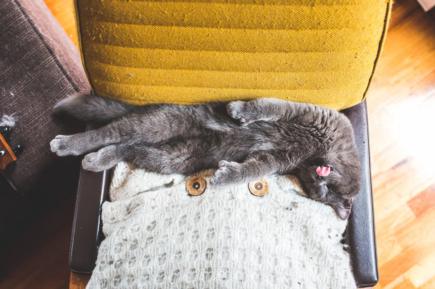 What It's Like To Live With 4 Cats What It's Like To Live With 4 Cats