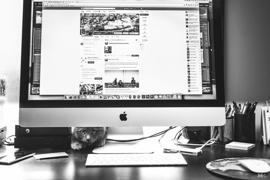 What It's Like To Live With 4 Cats