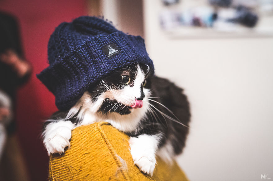 What It's Like To Live With 4 Cats