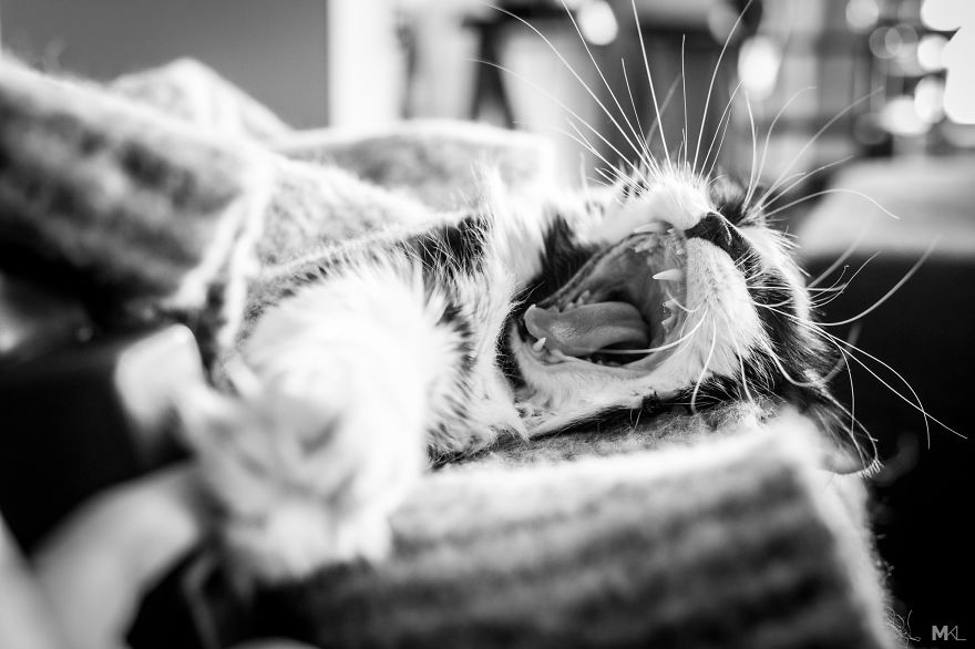 What It's Like To Live With 4 Cats