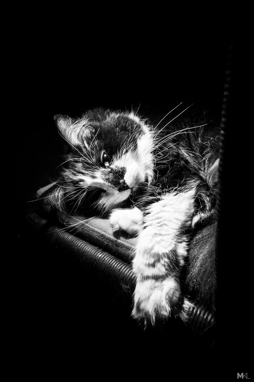 What It's Like To Live With 4 Cats What It's Like To Live With 4 Cats