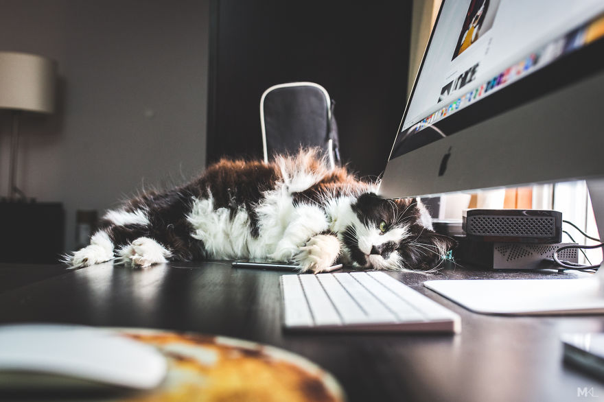 What It's Like To Live With 4 Cats