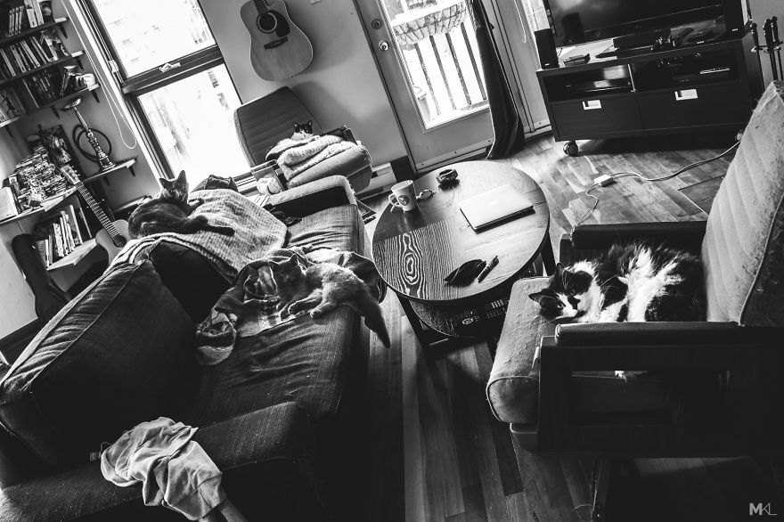 What It's Like To Live With 4 Cats