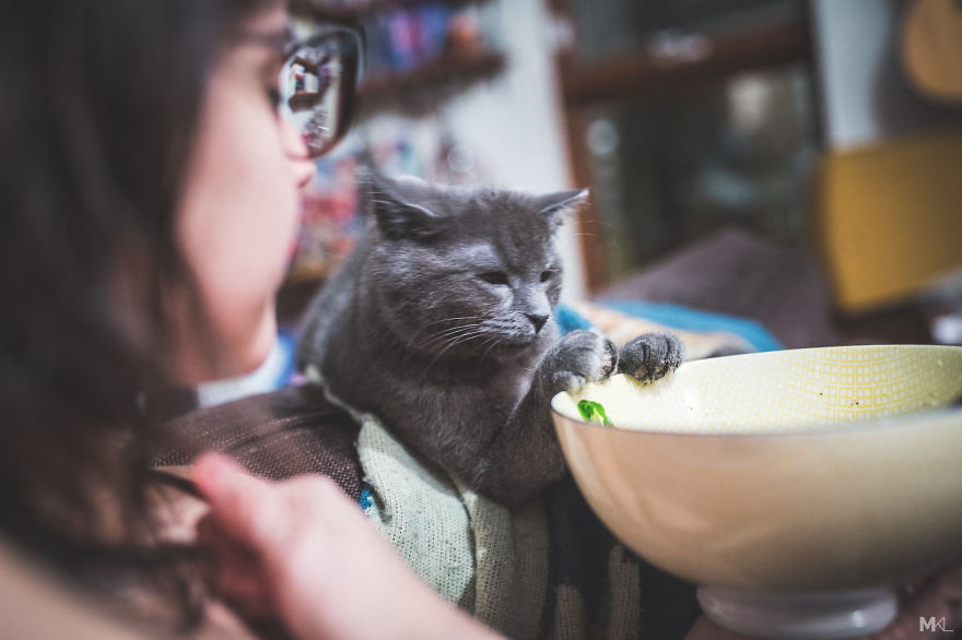 What It's Like To Live With 4 Cats What It's Like To Live With 4 Cats