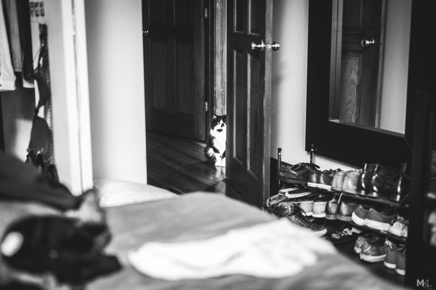 What It's Like To Live With 4 Cats