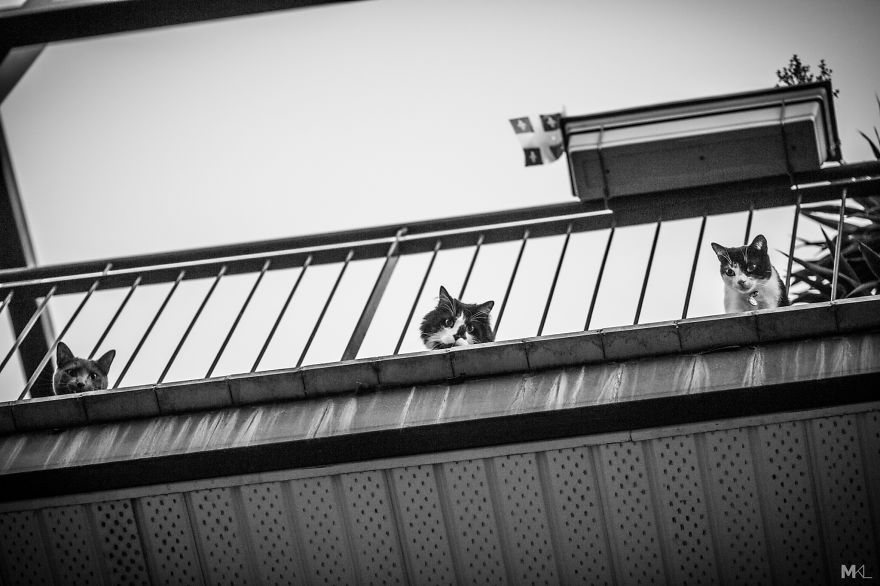 What It's Like To Live With 4 Cats What It's Like To Live With 4 Cats