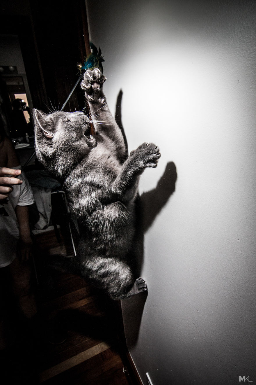 What It's Like To Live With 4 Cats