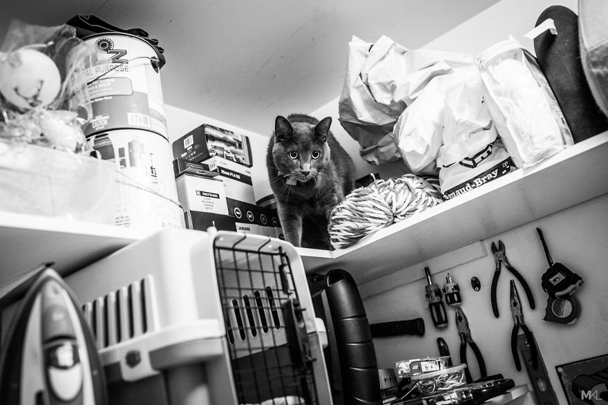 What It's Like To Live With 4 Cats