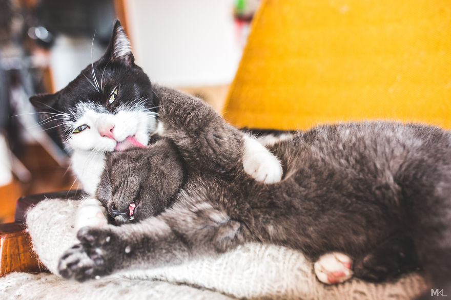 What It's Like To Live With 4 Cats What It's Like To Live With 4 Cats