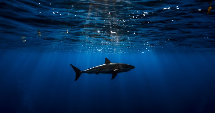 I Photograph Great White Sharks In (Hopefully) A Non-Scary Way