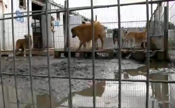 woman-rescues-250-dogs-israel-shelter-project-dog-tales-7