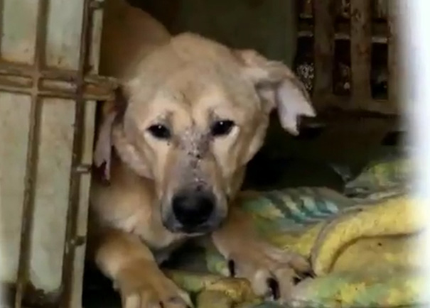 woman-rescues-250-dogs-israel-shelter-project-dog-tales-8 woman-rescues-250-dogs-israel-shelter-project-dog-tales-8