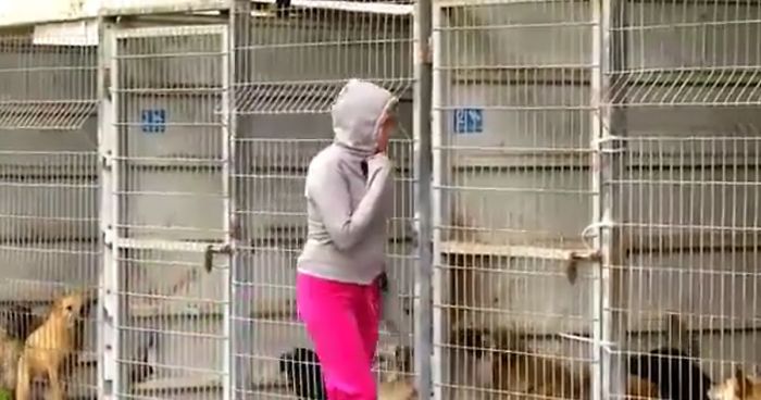 This Woman Couldn’t Decide Which Dog To Adopt So She Bought The Entire Shelter