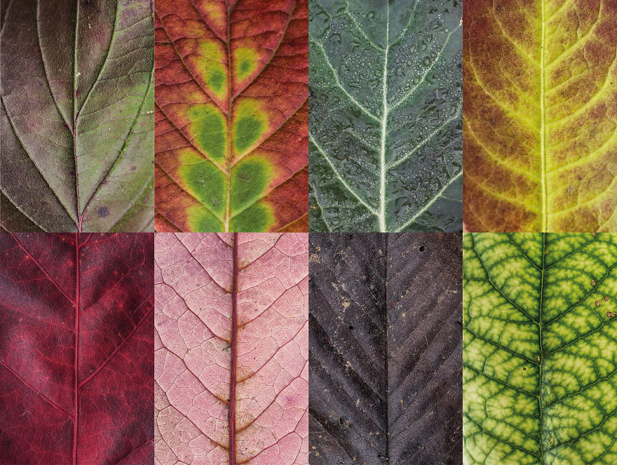 I Photographed Hundreds Of Leaves To Show The Beauty Of Diversity And Imperfection