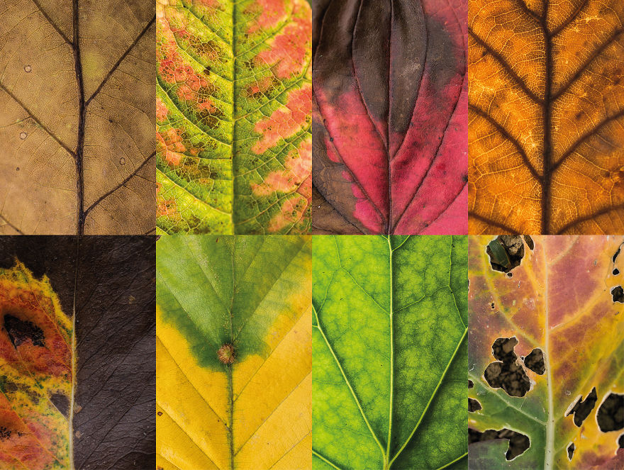 I Photographed Hundreds Of Leaves To Show The Beauty Of Diversity And Imperfection