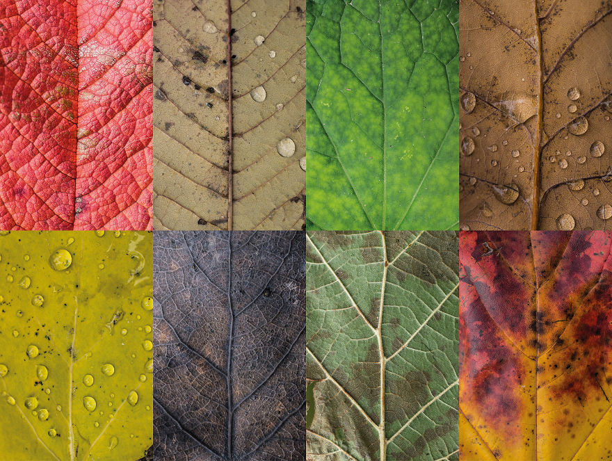 I Photographed Hundreds Of Leaves To Show The Beauty Of Diversity And Imperfection