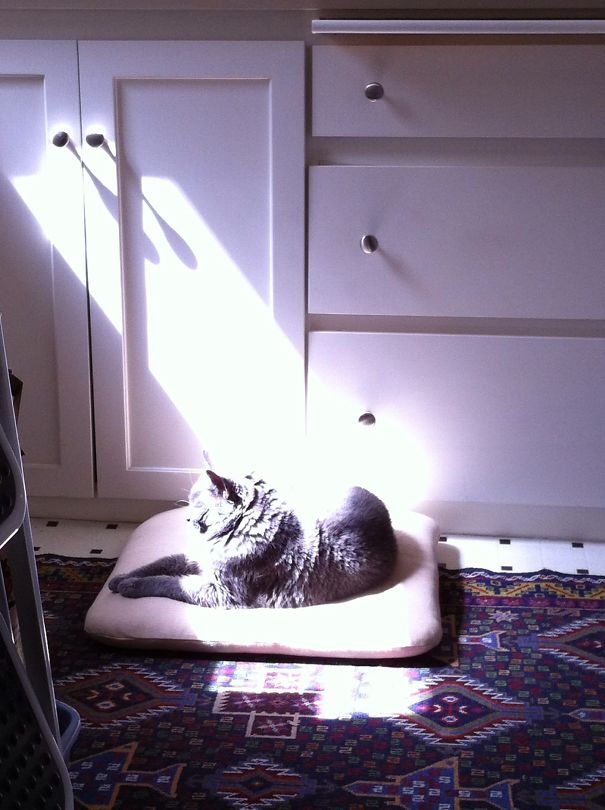 My Chartreux Cat, Belle. My Kitchen, Her Afternoon Beach.