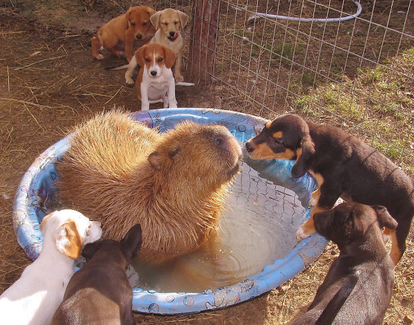 Capybara in a small pool surrounded by friendly puppies, showcasing unlikely animal friendships.